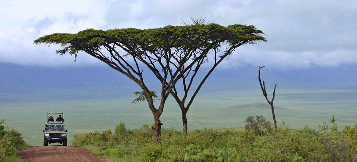 Uganda Safari